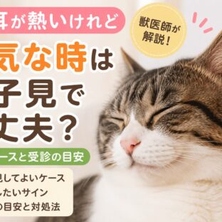 猫の耳が熱いけれど元気なときは様子見していい？見極めポイントを解説