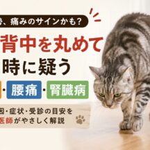 猫が背中を丸めて歩くのは危険サイン｜疑うべき腹痛・腰痛・腎臓病を獣医学的に解説