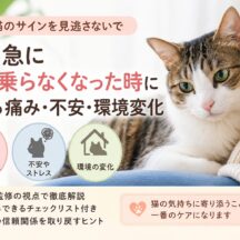 猫が急に膝に乗らなくなった理由とは｜痛み・不安・環境変化から読み解くサインと対処法