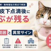 猫の皮下点滴後にこぶが残るのはなぜ?正常範囲と異常サインを獣医療の視点で解説