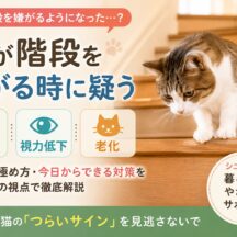 猫が階段を嫌がるのはなぜ？関節炎・視力低下・老化のサインを徹底解説