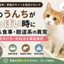 猫のうんちが白っぽい原因とは?食事と胆道系トラブルの見分け方を専門家が解説