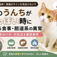 猫のうんちが白っぽい原因とは?食事と胆道系トラブルの見分け方を専門家が解説