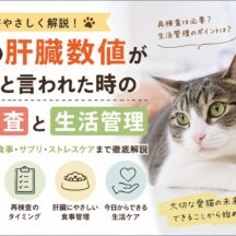 猫の肝臓数値が高いと言われたら？再検査のタイミングと今日からできる生活管理