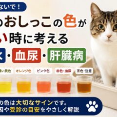猫の尿の色が濃い時に疑うべき原因は脱水・血尿・肝臓病のサイン