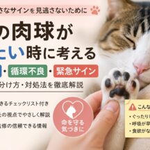 猫の肉球が冷たい時に考える低体温・循環不良・緊急サイン