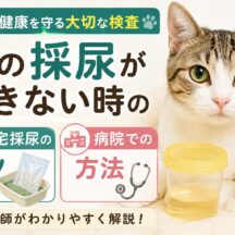 猫の採尿ができない時の対処法｜自宅採尿のコツと病院での採尿方法を徹底解説