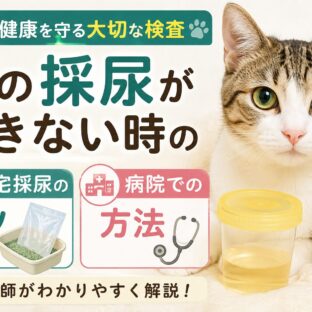 猫の採尿ができない時の対処法｜自宅採尿のコツと病院での採尿方法を徹底解説