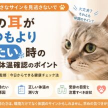 猫の耳がいつもより冷たい時の原因と体温確認のポイント｜危険なサインの見分け方