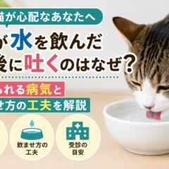 猫が水を飲んだ直後に吐くのはなぜ？考えられる病気と正しい飲ませ方の工夫