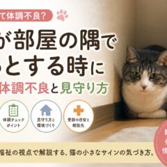 猫が部屋の隅でじっとする時に考える体調不良と見守り方｜病気・痛み・ストレスの見分け方