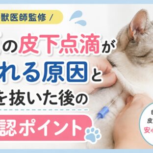 猫の皮下点滴が漏れる原因と抜針後に確認すべきポイント完全ガイド