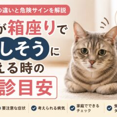 猫が箱座りで苦しそうに見える時の受診目安とは【動物病院に行くべきサインを徹底解説】