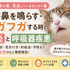 猫が鼻を鳴らす・フガフガする原因とは？鼻炎・呼吸器疾患のサインを獣医療データから解説