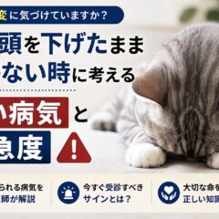 猫が頭を下げたまま動かない時に考える重い病気と緊急度【獣医療データで解説】
