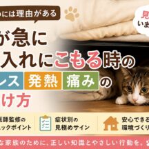 猫が急に押し入れにこもるのはなぜ？ストレス・発熱・痛みの見分け方を徹底解説