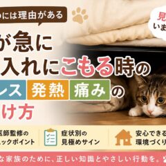 猫が急に押し入れにこもるのはなぜ？ストレス・発熱・痛みの見分け方を徹底解説