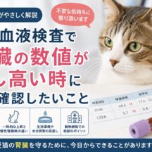 猫の血液検査で腎臓の数値が少し高いときにまず確認したいこと