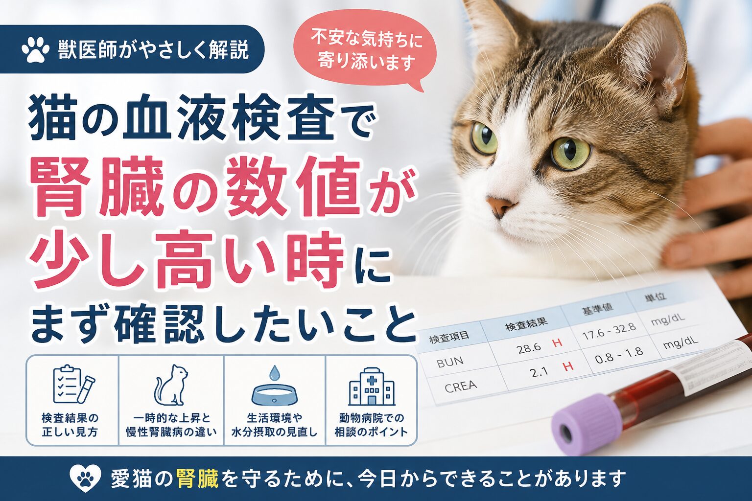 猫の血液検査で腎臓の数値が少し高いときにまず確認したいこと