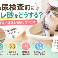 猫の尿検査前のトイレ砂はどうする？採尿しやすい準備と正しい手順を解説